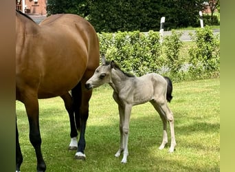 Deutsches Reitpony, Stute, 21 Jahre, 146 cm, Brauner