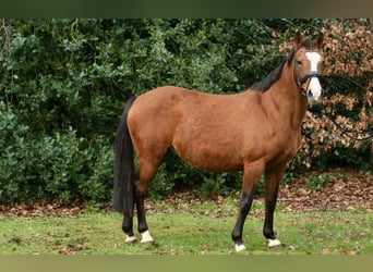 Deutsches Reitpony, Stute, 21 Jahre, 146 cm, Brauner