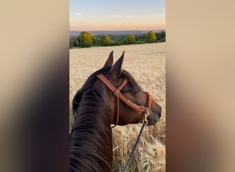 Deutsches Reitpony, Stute, 21 Jahre, 146 cm