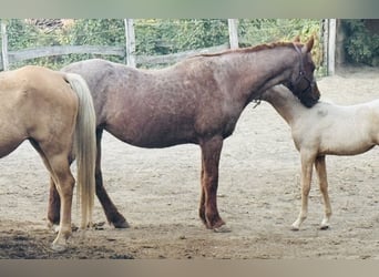 Deutsches Reitpony, Stute, 21 Jahre, 147 cm, Rotschimmel