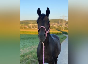 Deutsches Reitpony, Stute, 21 Jahre, 148 cm, Dunkelbrauner