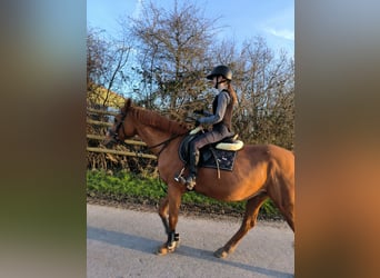 Deutsches Reitpony, Stute, 21 Jahre, 148 cm, Fuchs