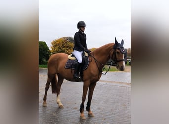 Deutsches Reitpony, Stute, 21 Jahre, 148 cm, Fuchs