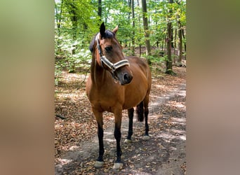 Deutsches Reitpony, Stute, 21 Jahre, 150 cm, Brauner