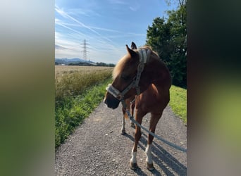 Deutsches Reitpony, Stute, 21 Jahre