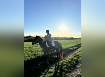 Deutsches Reitpony, Stute, 22 Jahre, 137 cm, Brauner