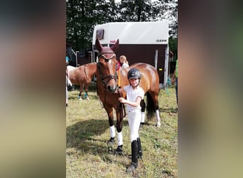 Deutsches Reitpony, Stute, 22 Jahre, 138 cm, Brauner