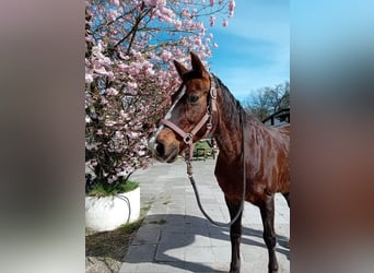 Deutsches Reitpony, Stute, 22 Jahre, 142 cm, Dunkelfuchs