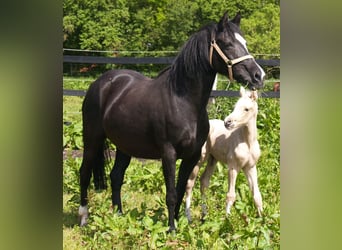 Deutsches Reitpony, Stute, 22 Jahre, 145 cm, Rappe