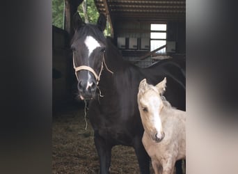 Deutsches Reitpony, Stute, 22 Jahre, 145 cm, Rappe