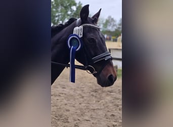 Deutsches Reitpony, Stute, 22 Jahre, 146 cm, Dunkelbrauner