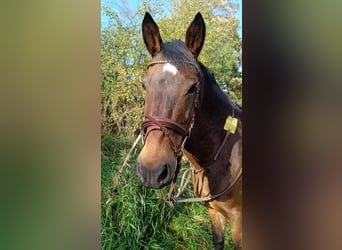 Deutsches Reitpony Mix, Stute, 23 Jahre, 145 cm, Brauner