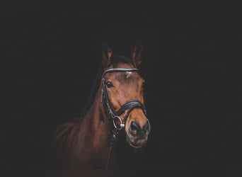 Deutsches Reitpony, Stute, 23 Jahre, 146 cm, Brauner