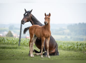 Deutsches Reitpony, Stute, 23 Jahre, 148 cm