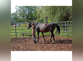 Deutsches Reitpony, Stute, 23 Jahre, 148 cm