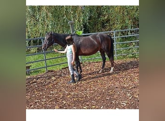 Deutsches Reitpony, Stute, 23 Jahre, 148 cm