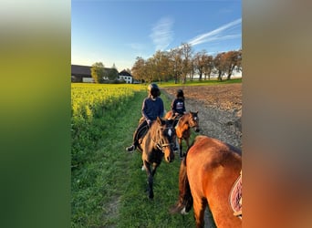 Deutsches Reitpony, Stute, 23 Jahre, 148 cm, Schwarzbrauner