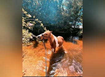 Deutsches Reitpony Mix, Stute, 24 Jahre, 135 cm, Schecke