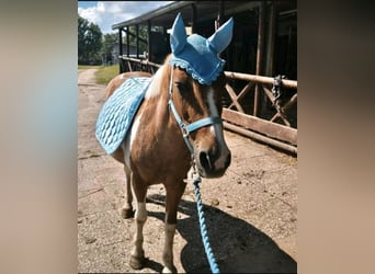 Deutsches Reitpony Mix, Stute, 24 Jahre, 135 cm, Schecke