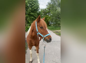 Deutsches Reitpony Mix, Stute, 24 Jahre, 135 cm, Schecke