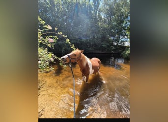 Deutsches Reitpony Mix, Stute, 24 Jahre, 135 cm, Schecke