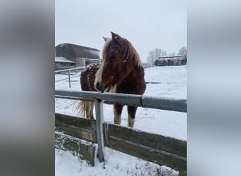 Deutsches Reitpony Mix, Stute, 24 Jahre, 135 cm, Schecke