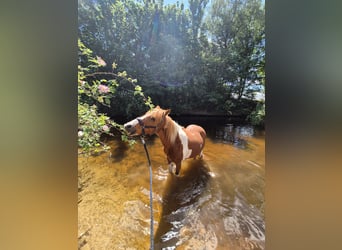 Deutsches Reitpony Mix, Stute, 24 Jahre, 135 cm, Schecke