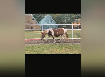Deutsches Reitpony Mix, Stute, 24 Jahre, 135 cm, Schecke