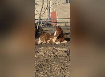Deutsches Reitpony Mix, Stute, 24 Jahre, 135 cm, Schecke
