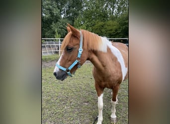 Deutsches Reitpony Mix, Stute, 24 Jahre, 135 cm, Schecke