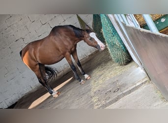 Deutsches Reitpony, Stute, 24 Jahre, 146 cm, Hellbrauner