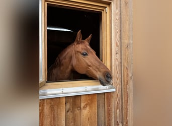 Deutsches Reitpony, Stute, 25 Jahre, 140 cm