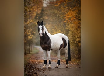 Deutsches Reitpony Mix, Stute, 25 Jahre, 140 cm, Schecke