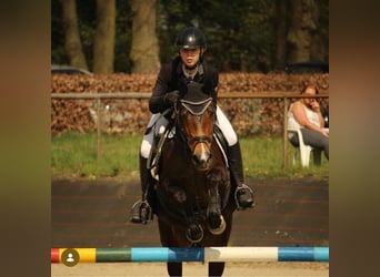 Deutsches Reitpony, Stute, 25 Jahre, 148 cm, Brauner