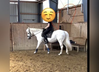 Deutsches Reitpony, Stute, 27 Jahre, 136 cm, Schimmel