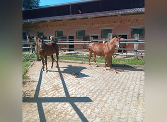 Deutsches Reitpony, Stute, 27 Jahre, 147 cm, Fuchs