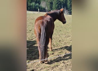 Deutsches Reitpony, Stute, 28 Jahre, 147 cm, Fuchs