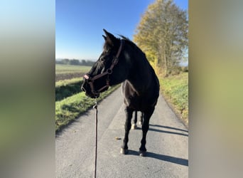 Deutsches Reitpony Mix, Stute, 28 Jahre, 148 cm, Rappe