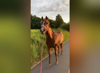 Deutsches Reitpony, Stute, 29 Jahre
