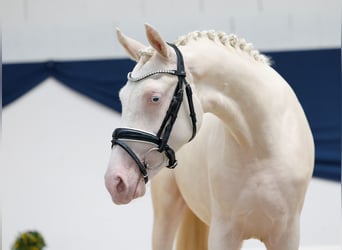 Deutsches Reitpony, Stute, 2 Jahre, 136 cm, Cremello