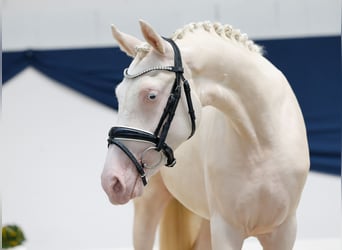 Deutsches Reitpony, Stute, 2 Jahre, 136 cm, Cremello