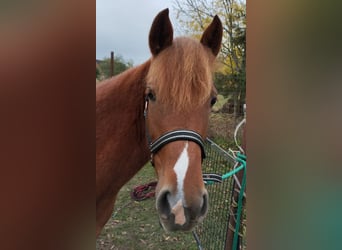 Deutsches Reitpony Mix, Stute, 2 Jahre, 136 cm, Fuchs