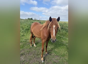 Deutsches Reitpony, Stute, 2 Jahre, 138 cm, Fuchs