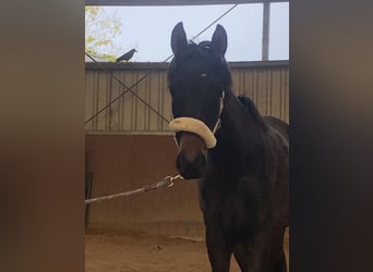 Deutsches Reitpony, Stute, 2 Jahre, 140 cm, Dunkelbrauner
