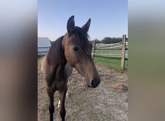 Deutsches Reitpony, Stute, 2 Jahre, 140 cm, Dunkelbrauner
