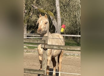 Deutsches Reitpony, Stute, 2 Jahre, 140 cm, Palomino