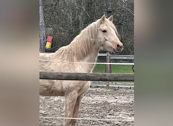 Deutsches Reitpony, Stute, 2 Jahre, 140 cm, Palomino