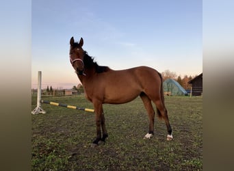 Deutsches Reitpony, Stute, 2 Jahre, 141 cm, Rotbrauner