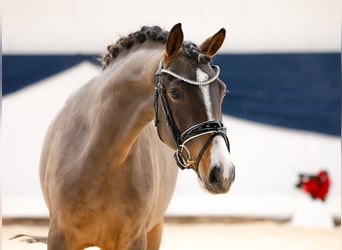 Deutsches Reitpony, Stute, 2 Jahre, 143 cm, Brauner