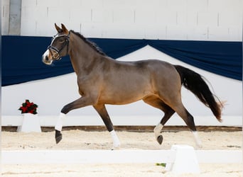 Deutsches Reitpony, Stute, 2 Jahre, 143 cm, Brauner